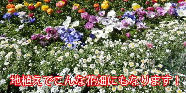 ヘリクリサム 鉢植え 鉢 花かんざし 5寸 篭付き プレゼント ホワイト 白 花芽付き ハンギング 寄せ植 人気 花苗 販売 通販 種類 ホワイトの通販はau Pay マーケット 花ギフト山形産果物野菜花樹有