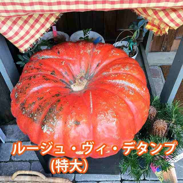 ハロウィン かぼちゃ カボチャ 生かぼちゃ ルージュヴィデタンプ 特大 1個 おばけかぼちゃ 飾り 巨大 置物 装飾 オブジェ パンプキン オ