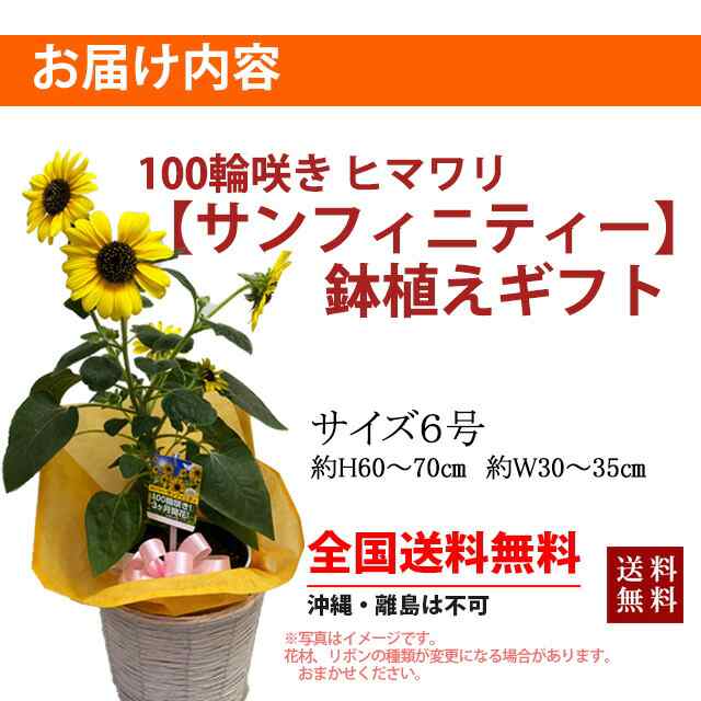 敬老の日 ひまわり ヒマワリ ギフト 鉢植え サンフィニティー 篭付 き ラッピング無料 プレゼント 花 おしゃれ 洋風 結婚記念日 誕の通販はau Pay マーケット 花ギフト山形産果物野菜花樹有