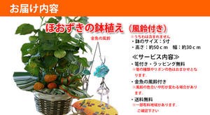 ほうずき ほおづき ほおずき鉢植え お中元 ギフト プレゼント 風鈴付き 5号鉢 バスケット入り 浅草 ほうずき お盆 新盆 食用 ホウズの通販はau Pay マーケット 花ギフト山形産果物野菜花樹有