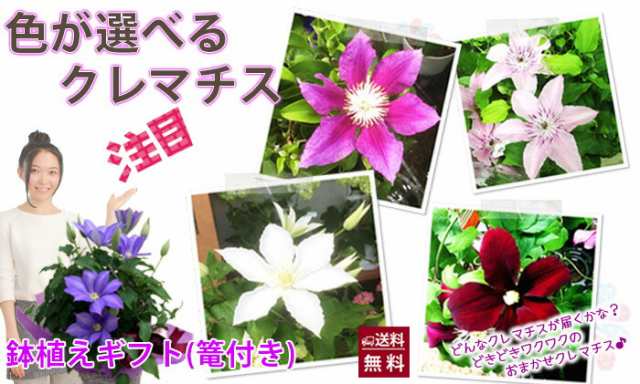 クレマチス テッセン 苗 送料無料 色おまかせ クレマチス 鉢植え 苗 花無し 販売 四季咲き 八重 常緑 誕生日 結婚記念日 花ギフト の通販はau Pay マーケット 花ギフト山形産果物野菜花樹有