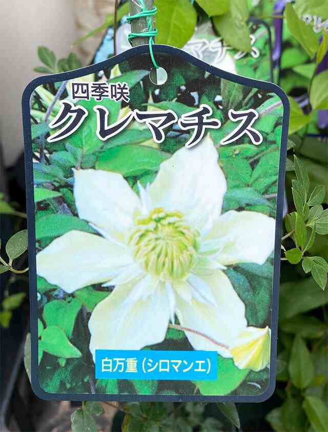 驚きの安さ クレマチス テッセン 四季咲き 苗 4個まとめ買い 白万重 シロマンエ 篭口 ロウグチ グラビューティー 送料無料 販売 四季咲き 八重 数量限定 Arnabmobility Com