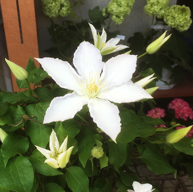 クレマチス テッセン 苗 送料無料 色おまかせ クレマチス 鉢植え 苗 花無し 販売 四季咲き 八重 常緑 誕生日 結婚記念日 花ギフト の通販はau Pay マーケット 花ギフト山形産果物野菜花樹有