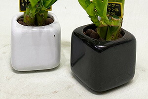 母の日 観葉植物 ミリオンバンブー ミニ ギフト箱入り 送料無料 開運竹 お彼岸 富貴竹 水耕栽培 ミニ ハイドロカルチャー サンデリの通販はau Pay マーケット 花ギフト山形産果物野菜花樹有