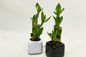 母の日 観葉植物 ミリオンバンブー ミニ ギフト箱入り 送料無料 開運竹 お彼岸 富貴竹 水耕栽培 ミニ ハイドロカルチャー サンデリの通販はau Pay マーケット 花ギフト山形産果物野菜花樹有