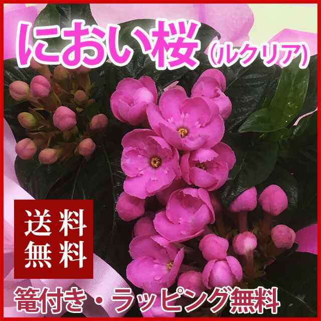 母の日 ルクリア 4寸 4号 花 送料無料 アッサム ニオイザクラ ルクリア 匂い桜 籠入り 誕生日 結婚記念日 クリスマス スイートルビの通販はau Pay マーケット 花ギフト山形産果物野菜花樹有