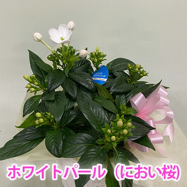 ルクリア 5寸 5号 花 送料無料 アッサム ニオイザクラ ルクリア 匂い桜 籠入り 誕生日 結婚記念日 クリスマス スイートルビー 花ギの通販はau Pay マーケット 花ギフト山形産果物野菜花樹有