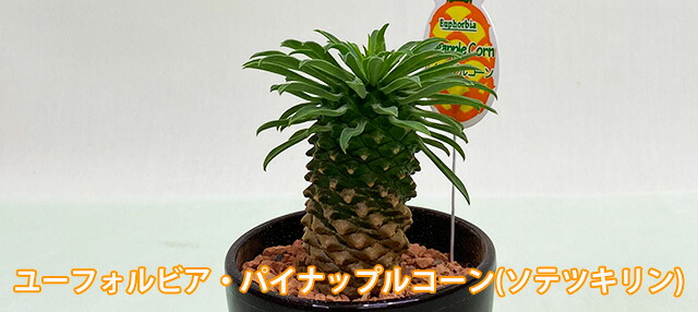 特大】ユーフォルビア トリゴナ 多肉植物 観葉植物 おしゃれ鉢 手渡し