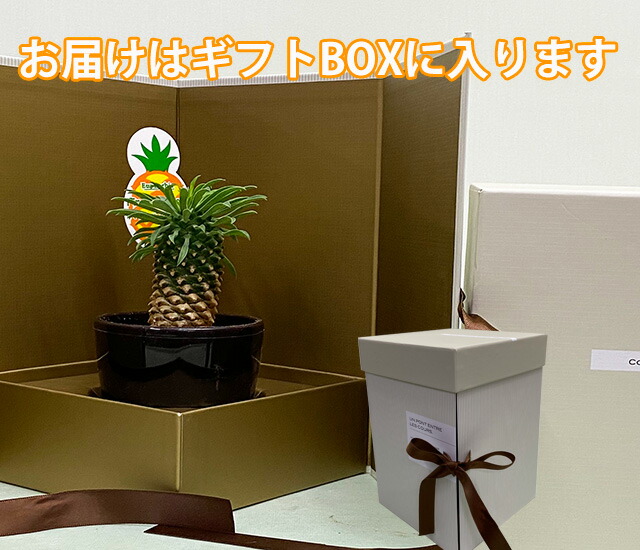 多肉植物 鉢 セット おしゃれ ギフト 寄せ植え 【 パイナップルコーン 