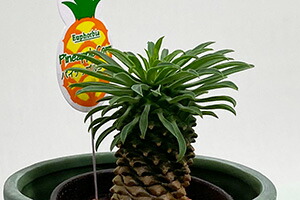 多肉植物 鉢 セット おしゃれ ギフト 寄せ植え 【 パイナップルコーン