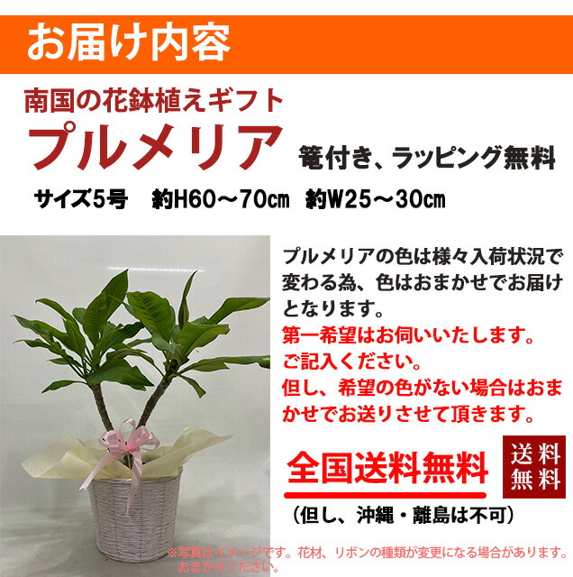 母の日 プルメリア 鉢植え ギフト 【 色おまかせ 篭付き ラッピング