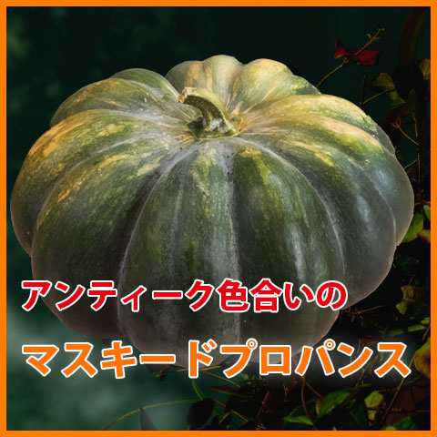 特大　生かぼちゃ　ハロウィンかぼちゃ　３個セット