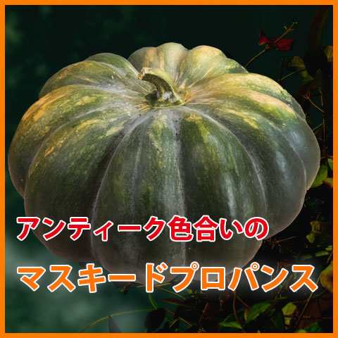 ハロウィン かぼちゃ カボチャ 生かぼちゃ マスキードプバンス 飾り 巨大 置物 装飾 オブジェ パンプキン オーナメント 屋外 玄関 の通販はau Pay マーケット 花ギフト山形産果物野菜花樹有