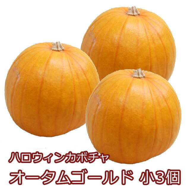 ハロウィン かぼちゃ カボチャ 生かぼちゃ 【 オータムゴールド (小）３個 】 飾り 巨大 置物 装飾 オブジェ パンプキン オーナメント 屋