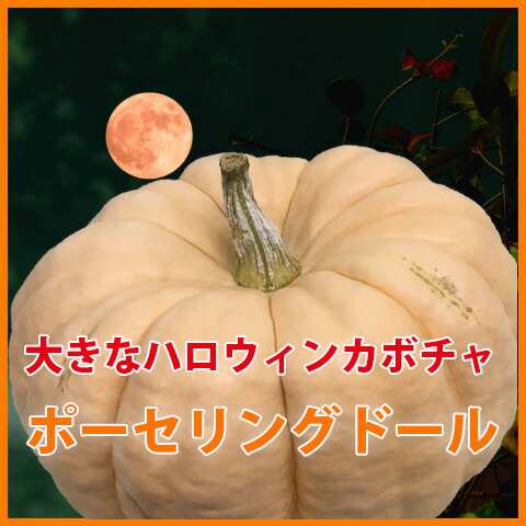 ハロウィン かぼちゃ カボチャ 生かぼちゃ ポーセリングドール 大 1個 飾り 巨大 置物 装飾 オブジェ パンプキン オーナメント 屋の通販はau Pay マーケット 花ギフト山形産果物野菜花樹有