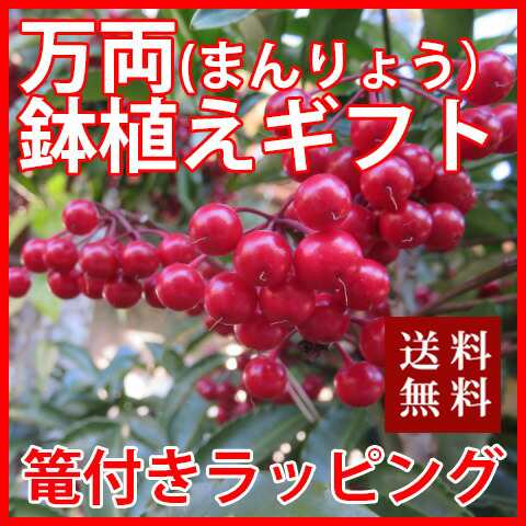 千両 鉢植え 送料無料 大実万両 宝船 篭入り ラッピング無料 万両 苗 南天 千両 斑入り 花 アレンジメント 正月 正月飾り ポイントの通販はau Pay マーケット 花ギフト山形産果物野菜花樹有