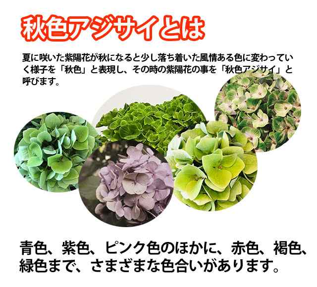 紫陽花 あじさい アジサイ 鉢植え 【 秋色あじさい アンティーク 】 西洋アジサイ ギフト 珍しい おしゃれ 希少 長持ち 花 品種 苗 植木｜au  PAY マーケット