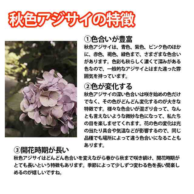 紫陽花 あじさい アジサイ 鉢植え 秋色あじさい アンティーク 西洋アジサイ ギフト 珍しい おしゃれ 希少 長持ち 花 品種 苗 植木の通販はau Pay マーケット 花ギフト山形産果物野菜花樹有