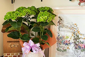 紫陽花 あじさい アジサイ 鉢植え 秋色あじさい アンティーク 西洋アジサイ ギフト 珍しい おしゃれ 希少 長持ち 花 品種 苗 植木の通販はau Pay マーケット 花ギフト山形産果物野菜花樹有