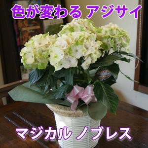 ハイドランジア アジサイ 色が変わる マジカルノブレス あじさい 送料無料 鉢植え ト 紫陽花 父の日 ギフト 西安 ダンスパーティの通販はau Pay マーケット 花ギフト山形産果物野菜花樹有