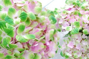 ハイドランジア アジサイ 色が変わる マジカルノブレス あじさい 送料無料 鉢植え ト 紫陽花 父の日 ギフト 西安 ダンスパーティの通販はau Pay マーケット 花ギフト山形産果物野菜花樹有