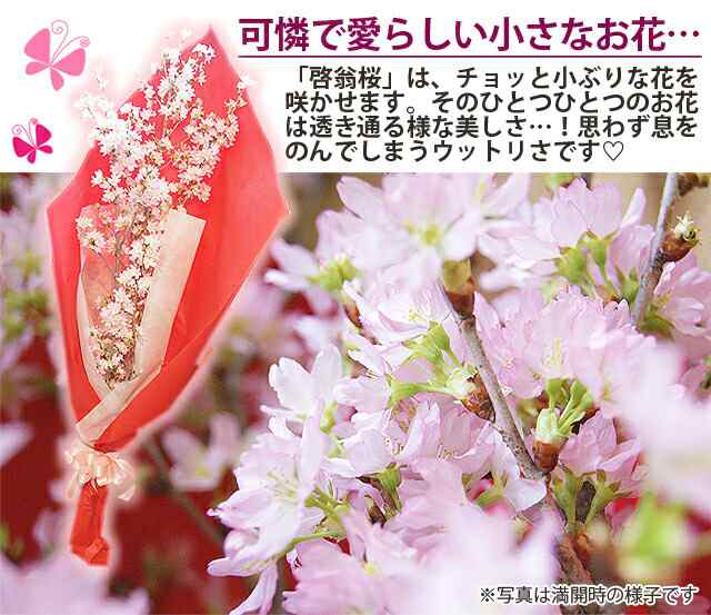 啓翁桜 桜 花束 山形 花束 年賀状桜 特級1cm ４本入り 豪快に飾れるサイズの桜の年賀状送別 卒業 入学 送別会 花束 プレゼント 送料無の通販はau Pay マーケット 花ギフト山形産果物野菜花樹有