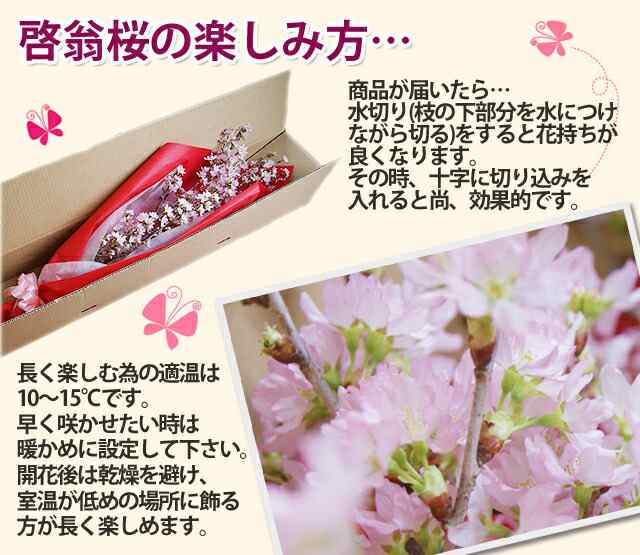 啓翁桜 桜 花束 山形 花束 年賀状桜 特級1cm ４本入り 豪快に飾れるサイズの桜の年賀状送別 卒業 入学 送別会 花束 プレゼント 送料無の通販はau Pay マーケット 花ギフト山形産果物野菜花樹有