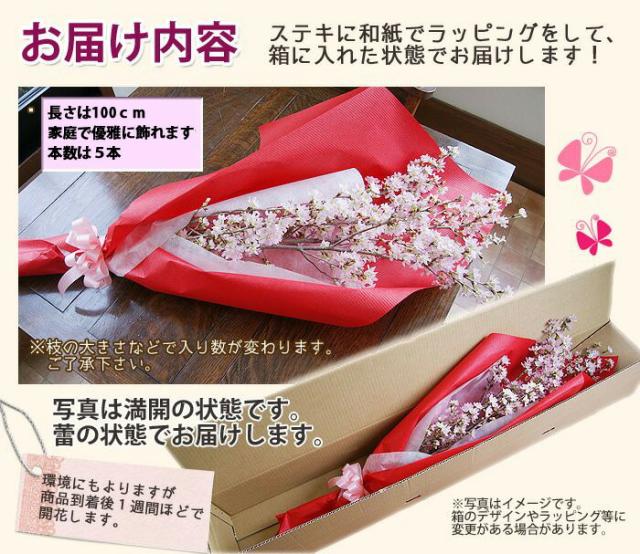 啓翁桜 桜 花束 山形 卒業 お花見 【 啓翁桜 特級100ｃｍ 6個 まとめ買い 優雅に飾って楽しめる長さ 】 花 自宅でお花見 送別会プレゼント 送料無料 祝 花 誕生日 結婚記念日 フラワーギフト 花ギフト バレンタイン ホワイトデー ひな祭り けいおう桜 寒河江_3