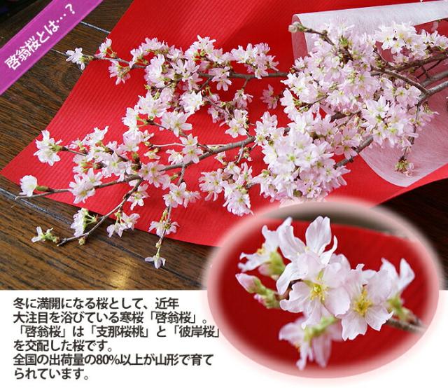 啓翁桜 桜 花束 山形 卒業 お花見 【 啓翁桜 特級60ｃｍ ５個 まとめ買い テーブルやリビング用 】 花 自宅でお花見 送別会プレゼント 送料無料 祝 花 誕生日 結婚記念日 フラワーギフト 花ギフト バレンタイン ホワイトデー 桃の節句 初節句 ひな祭り けいおう桜