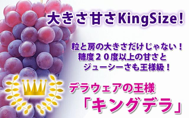 ぶどう キングデラウェア 【 秀 贈答 キングデラ ２kg （満杯詰め） １０箱 山形市本沢産 】 葡萄 ブドウ 送料無料 デラウェア お中元 ギフト 果物 高級 種無し ピオーネ シャインマスカット 農産物 ポイント消化_2