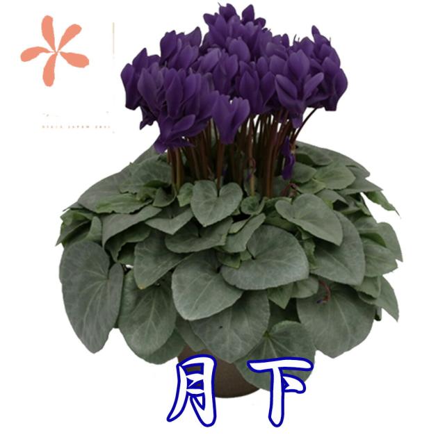 シクラメン 月下 Ｄａｉｅｉ カゴ入り 送料無料 青 ブルー 紫 5号 鉢花 ギフト お歳暮 セレナーディア ビクトリアブルー ガーデンシクラメン ミニシクラメン アロマブルー プレゼント 香 新 品種 6号 クリスマス 誕生日 結婚記念日 花ギフト 江戸の青 月下 瑠璃玉 胡蝶 鉢植えの通販は 9,240円