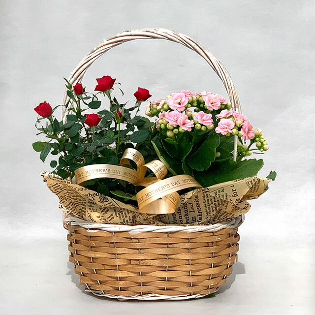 母の日 花 21年 予約 寄せ植え ベコニア カランコ エミニ薔薇 いずれか２鉢セット サンコフ Sm 1 鉢植え 生花 花 プレゼント ギの通販はau Pay マーケット 花ギフト山形産果物野菜花樹有