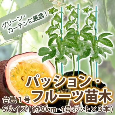 パッションフルーツ苗 送料無料 ギフト ケイソウ 苗 パッションフルーツ パッションフルーツ苗木 台農１号 Sサイズ 30cm ３本セットの通販はau Pay マーケット 花ギフト山形産果物野菜花樹有