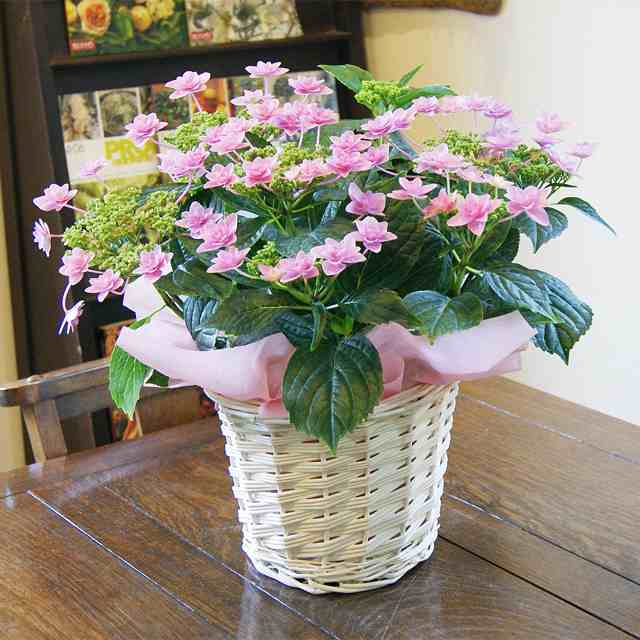 あじさい 鉢植え ギフト 凜花 リンカ ガクアジサイ アジサイ 送料無料 鉢植え 紫陽花 父の日 ギフト 西安 ダンスパーティー 西洋アの通販はau Pay マーケット 花ギフト山形産果物野菜花樹有