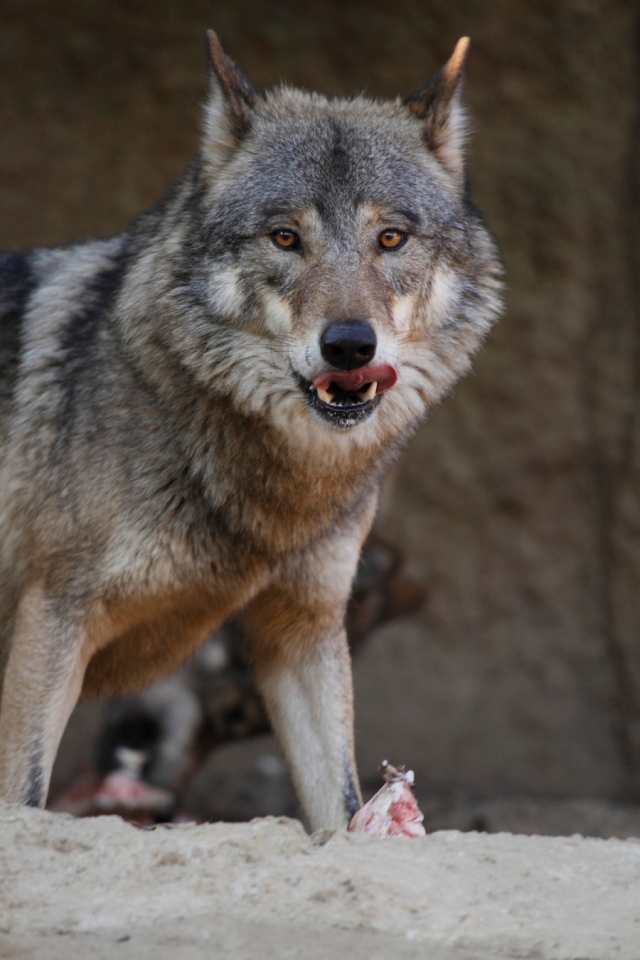 ウルフピー』野生動物のマーキングの修正を利用した新しい動物除け！！ ☆お困りの場所に吊るす、または置いておくだけの簡単設置☆ ｜の通販はau PAY  マーケット - ユニスター | au PAY マーケット－通販サイト