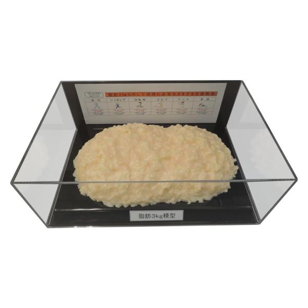 COMOLIFE コモライフ 脂肪模型フィギュアケース入 3kg IP-980 (1363030)
