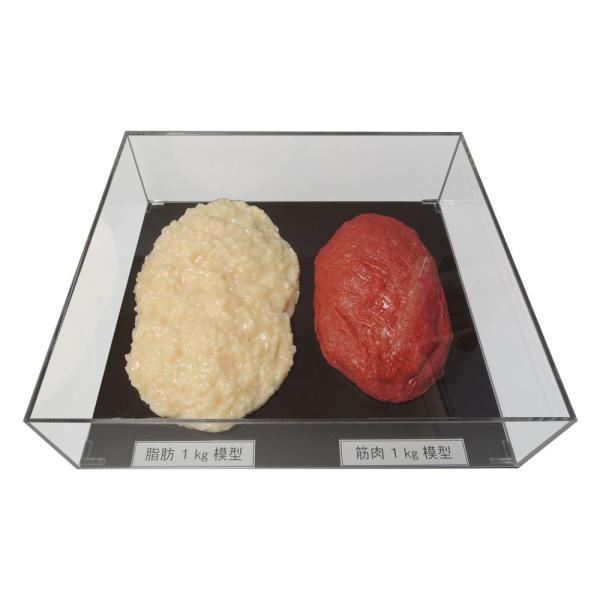COMOLIFE コモライフ 脂肪/筋肉対比セット(アクリルケース入)1kg IP-982 (1363032)