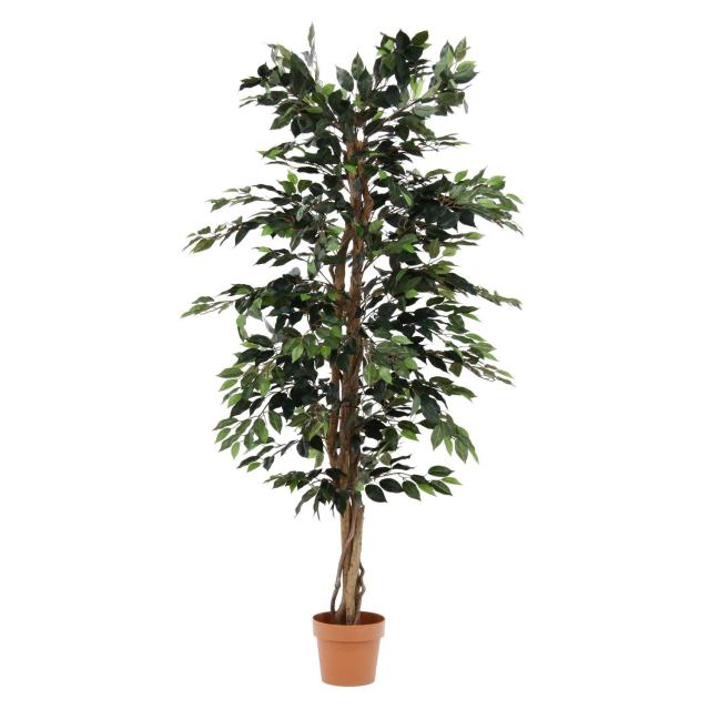 不二貿易 観葉植物 フィカス 1124 A 52662 (1479935)