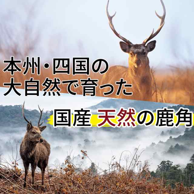 送料無料 犬 おやつ 無添加 鹿の角 ガム おまけ付 どっぐふーどる 国産 cm 25cm 鹿角 歯石取り はみがき おもちゃ 犬のおやつ ドッの通販はau Pay マーケット どっぐふーどる