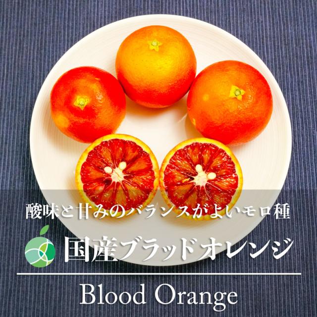 国産ブラッドオレンジ モロ 約5kg 52-54玉 みかん 赤秀 M 愛媛県産 フルーツ ギフト プレゼント 贈り物 誕生日 お祝い お礼 お見舞い お供えの通販は 5,410円