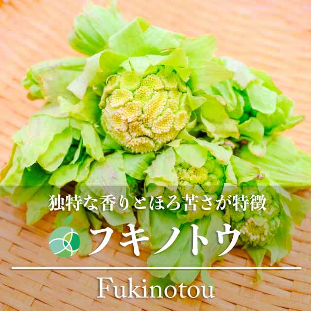 フキノトウ・ふきのとう 山菜 天然物 約400g 長野県産