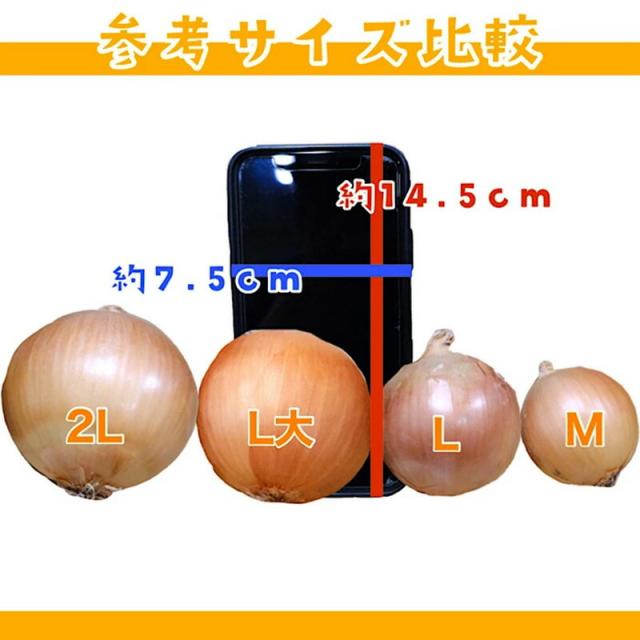 売れ行き好調【北海道産】たまねぎ 20kg L 約100個入 1玉約200ｇ　玉葱 玉ねぎ オニオン onion カレー 業務用_4
