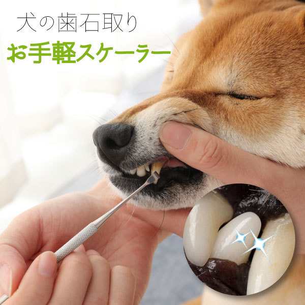 ゆうメール便送料無料 ペット用 歯石取り 安全 口腔ケア 器具 スケーラー 犬用 猫用 犬 猫 ネコ 虫歯 虫歯予防 歯周病 虫歯痛み ヤニの通販はau Pay マーケット キセノンショップ