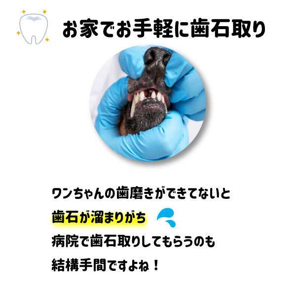 ゆうメール便送料無料 ペット用 歯石取り 安全 口腔ケア 器具 スケーラー 犬用 猫用 犬 猫 ネコ 虫歯 虫歯予防 歯周病 虫歯痛み ヤニの通販はau Pay マーケット キセノンショップ