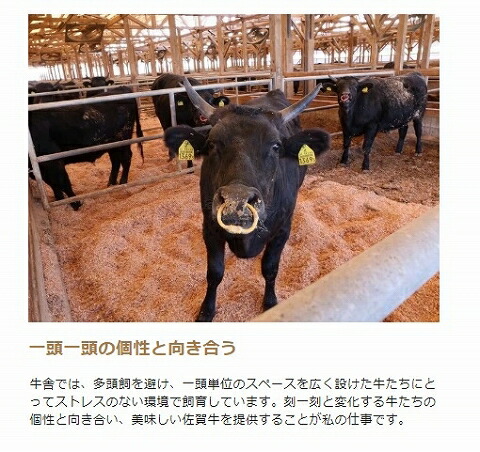 最高級 A5ランク 佐賀牛 焼肉用 カルビ 800g 霜降り ステーキ 牛肉 お肉 黒毛和牛 お取り寄せ 農家直送 山下牛舎_3