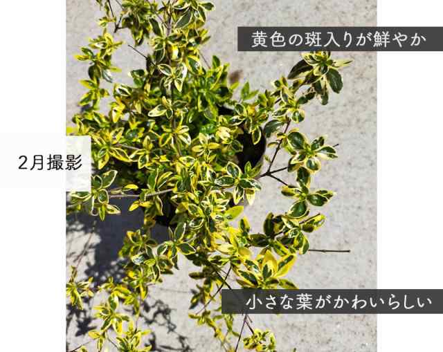 アベリア ホープレイズ 3本 13 5cmポット 低木 グランドカバー カラーリーフ 常緑 花 斑入り 植木 庭木 寄せ植え 花壇 ベランダ の通販はau Pay マーケット 樹緑 Kimidori