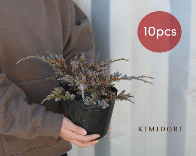 ブルーカーペット 10本セット コニファー 針葉樹 植木 庭木 グランドカバー 北米スタイル 苗 寄せ植え 横浜の植木 目隠し 約cm 約15セの通販はau Pay マーケット 樹緑 Kimidori