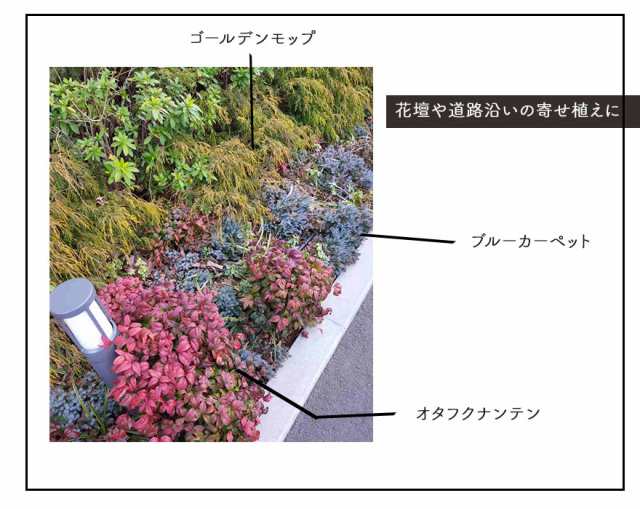 ブルーカーペット 10本セット コニファー 針葉樹 植木 庭木 グランドカバー 北米スタイル 苗 寄せ植え 横浜の植木 目隠し 約cm 約15セの通販はau Pay マーケット 樹緑 Kimidori