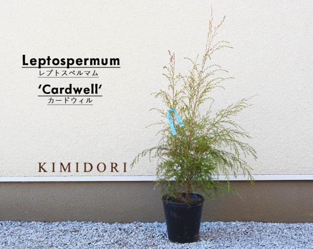 レプトスペルマム カードウィル 常緑低木 シンボルツリー ティーツリー オージープランツ 植木 庭木 観葉植物 おしゃれ 希少 カードウェの通販はau Pay マーケット Kimidori Farm