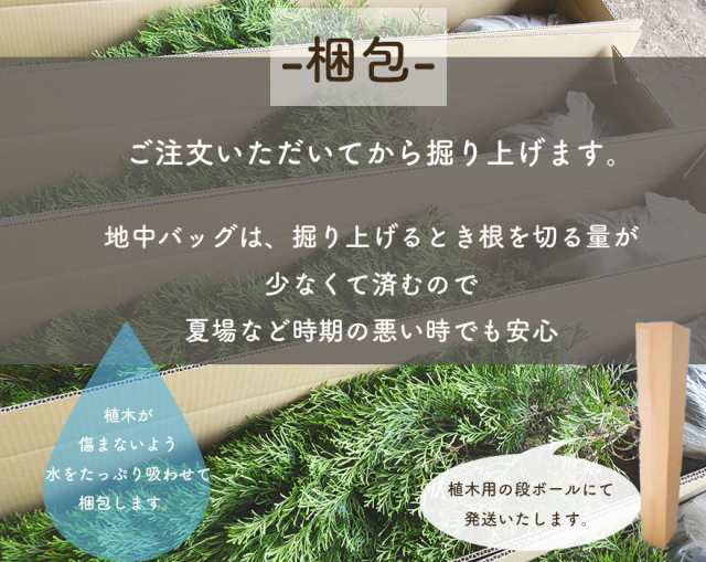 オタフクナンテン 10本セット 南天 低木 ギフト 紅葉 和モダン 寄せ植え 縁起 花言葉 ガーデニング 花壇 寄せ植え 初心者 丈夫 おすすめ の通販はau Pay マーケット Kimidori Farm